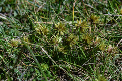 Cyperus uncinulatus