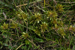 Cyperus uncinulatus