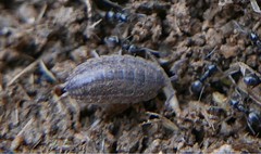 Proporcellio
