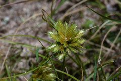 Cyperus uncinulatus