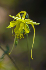 Aquilegia longissima
