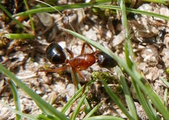 Tanaemyrmex