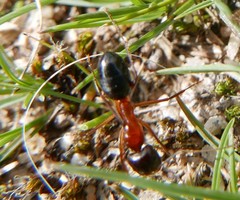 Tanaemyrmex