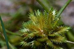 Cyperus uncinulatus