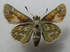 Hesperia assiniboia