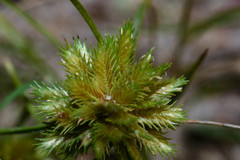 Cyperus uncinulatus