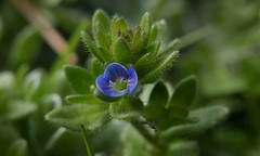 Veronica arvensis