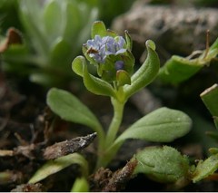 Valerianella