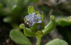 Valerianella
