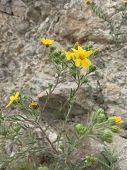 Deinandra pallida
