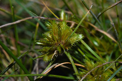 Cyperus uncinulatus