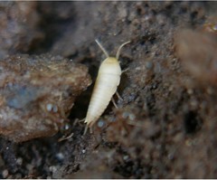 Proatelurina pseudolepisma