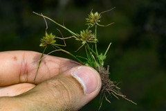 Cyperus uncinulatus