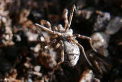 Dasylobus