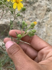 Deinandra pallida