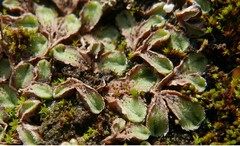 Riccia ciliifera