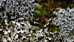 Cladonia foliacea