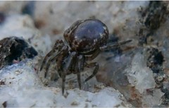 Enoplognatha