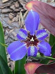 Trimezia coerulea