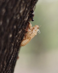 Dundubia