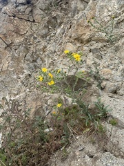 Deinandra pallida