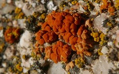 Lecanoromycetes