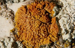 Lecanoromycetes