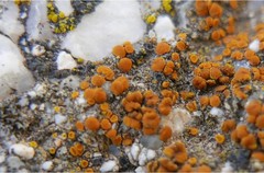 Lecanoromycetes