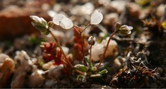 Draba verna