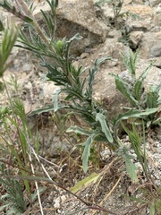 Deinandra pallida