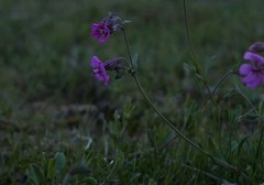 Silene colorata