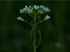 Calepina irregularis