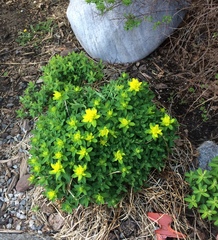 Euphorbia epithymoides