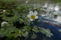 Ranunculus peltatus
