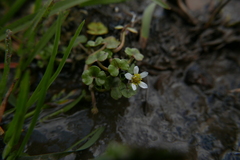 Ranunculus hederaceus