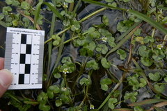 Ranunculus hederaceus