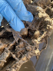 Molgula manhattensis