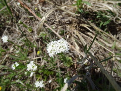 Valerianella amarella
