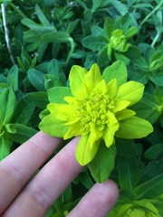Euphorbia epithymoides