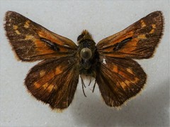 Hesperia comma laurentina