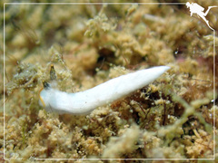 Dermatobranchus semistriatus