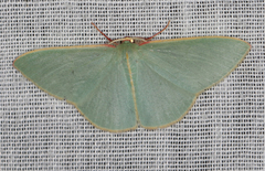 Chlorocoma assimilis