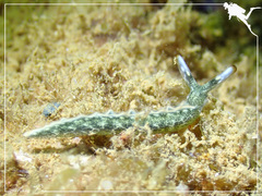 Thuridilla carlsoni
