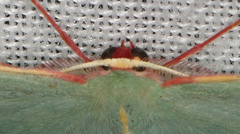 Chlorocoma assimilis