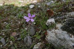 Erodium