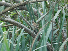 Limnoctites sulphuriferus