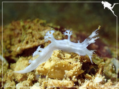 Tritoniopsis elegans