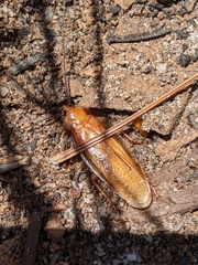 Parcoblatta virginica