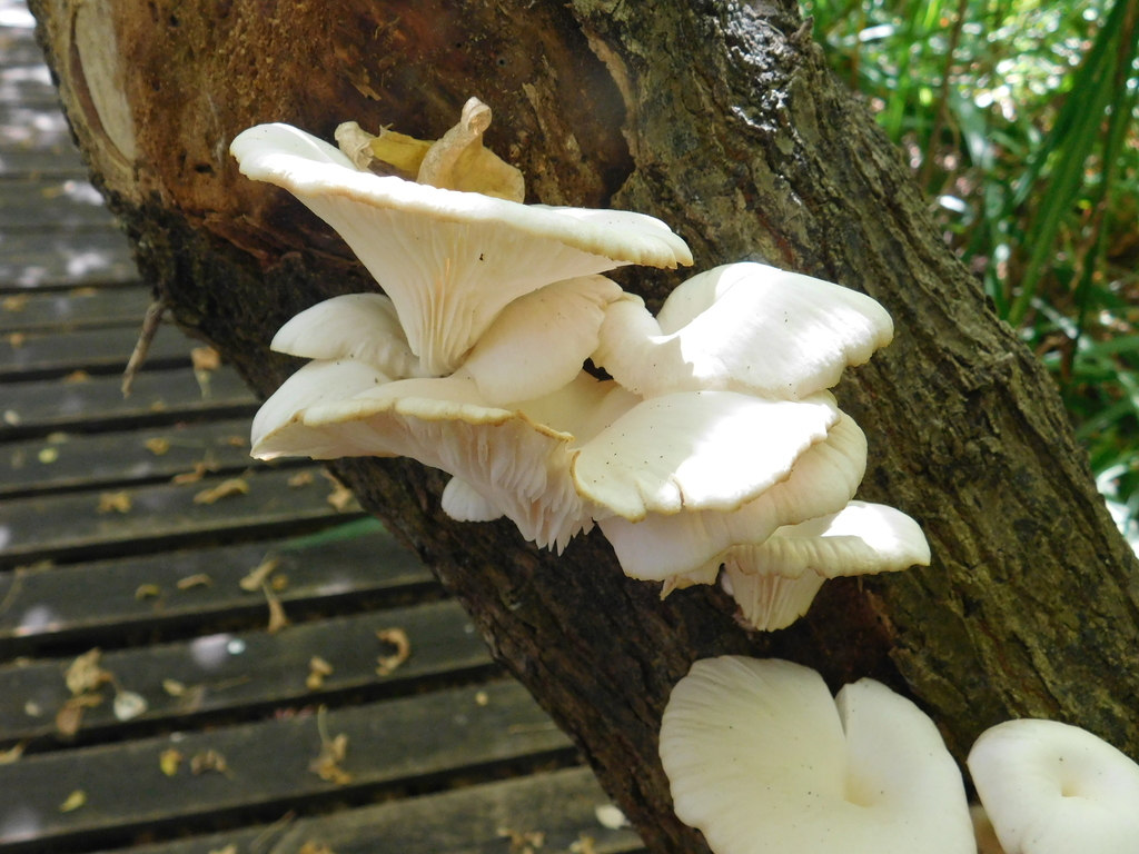 Pleurotus albidus · April 2022 · photo: © bombin (iNaturalist, cc-by)