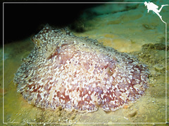 Platydoris sabulosa